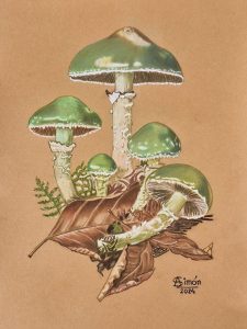 Stropharia aeruginosa