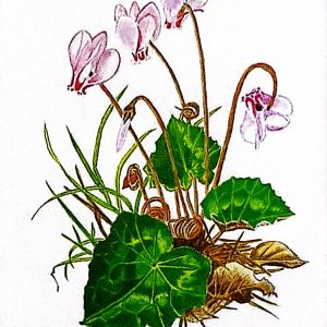 Ciclamen (2021)  Acuarela 32x24